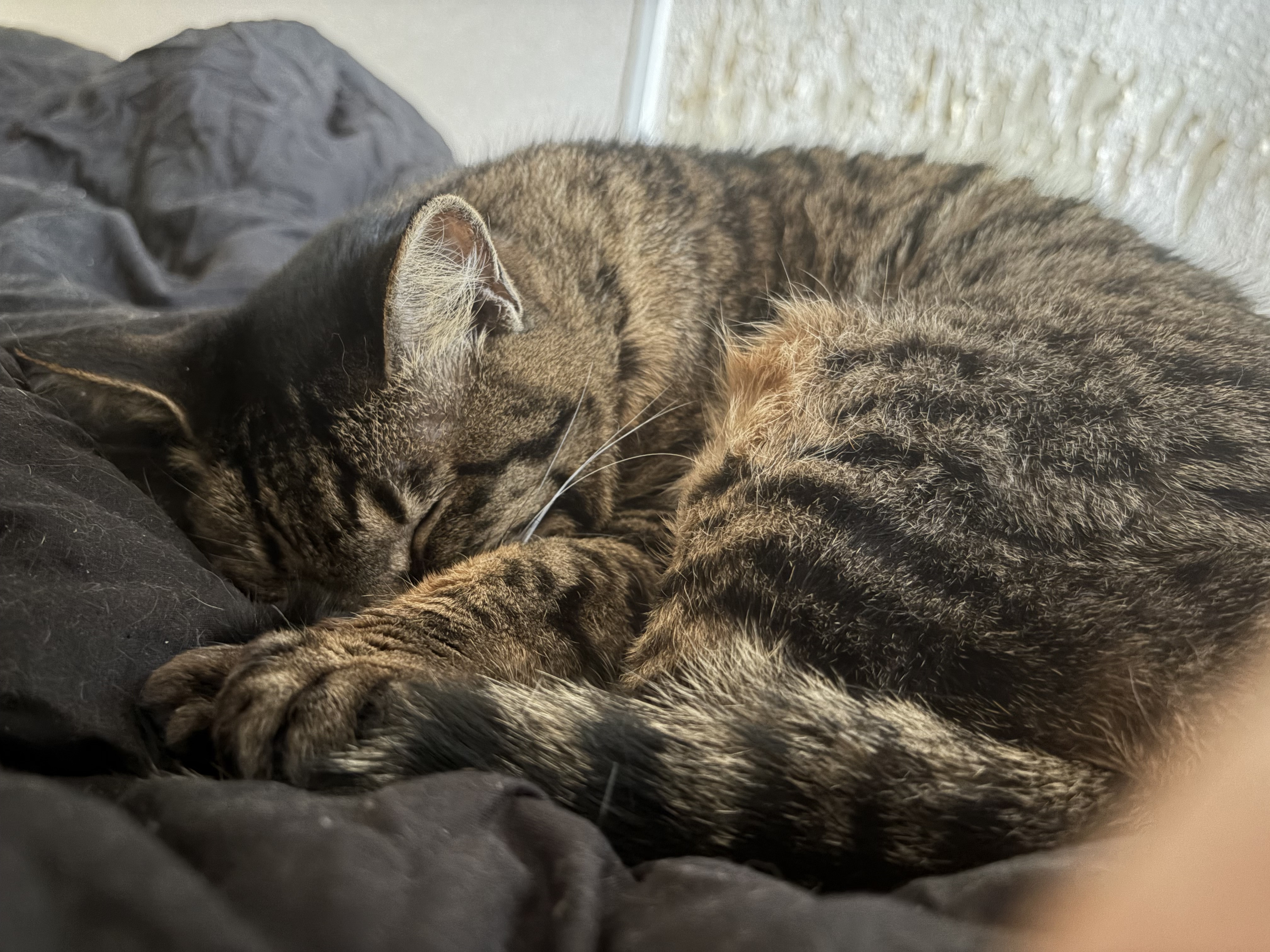 初めまして(=・ω・）ノ