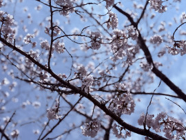 佳音ちゃんの今日 16:05のブログ