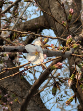 すずめちゃんの3/28 (土) 17:56のブログ