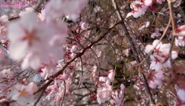 ゆりあちゃんの昨日 17:06のブログ