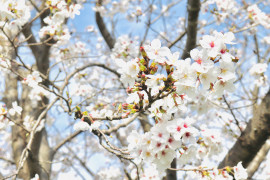 mimiちゃんの4/5 (日) 09:05のブログ