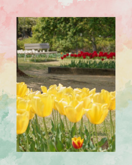 ゆりりんちゃんの4/11 (土) 11:10のブログ