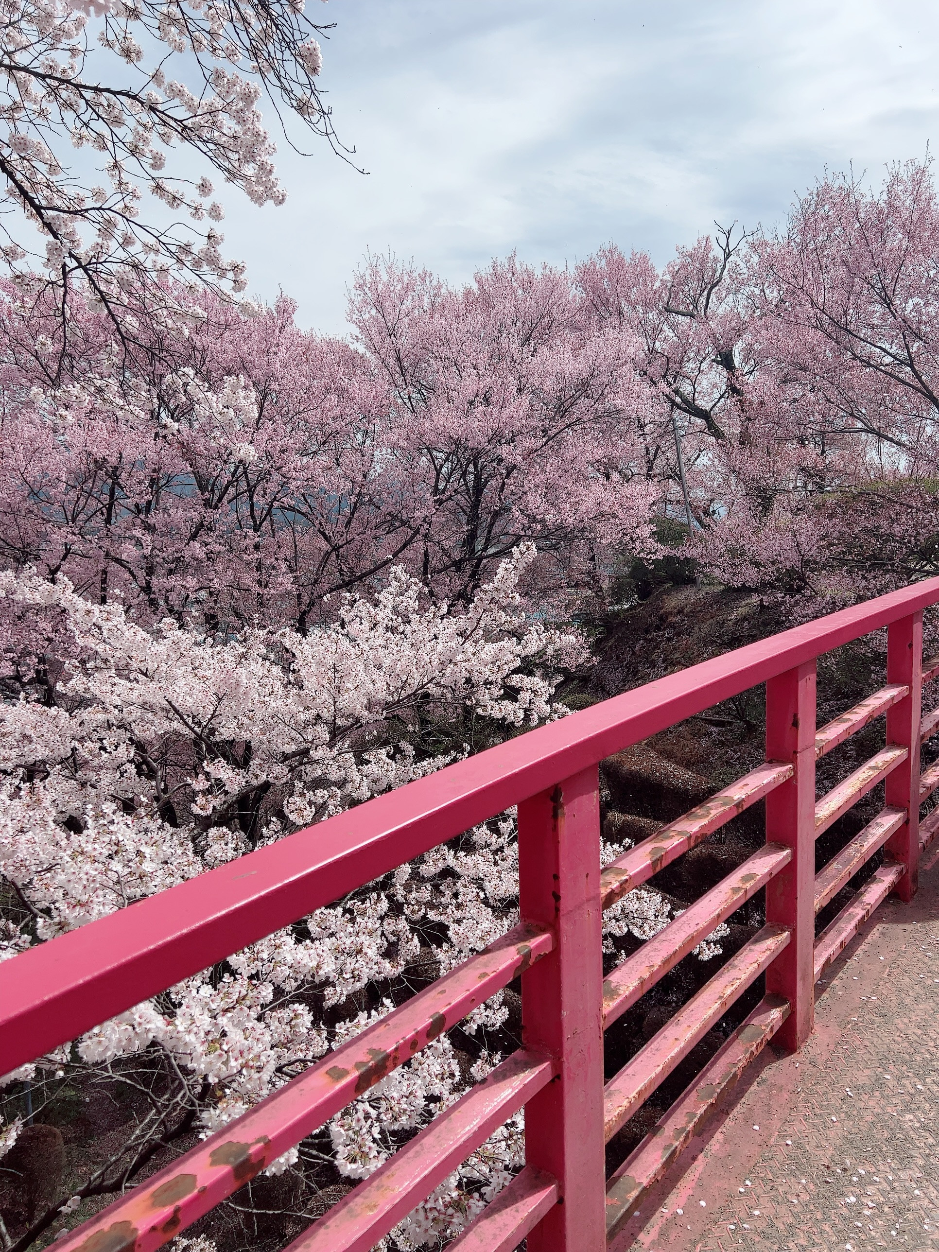 お花がきれいだぁぁぁあ?