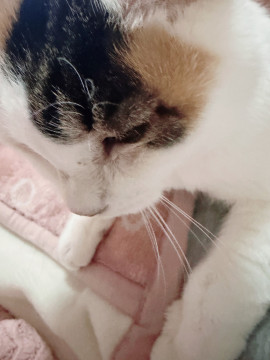 ミケちゃんの昨日 18:20のブログ