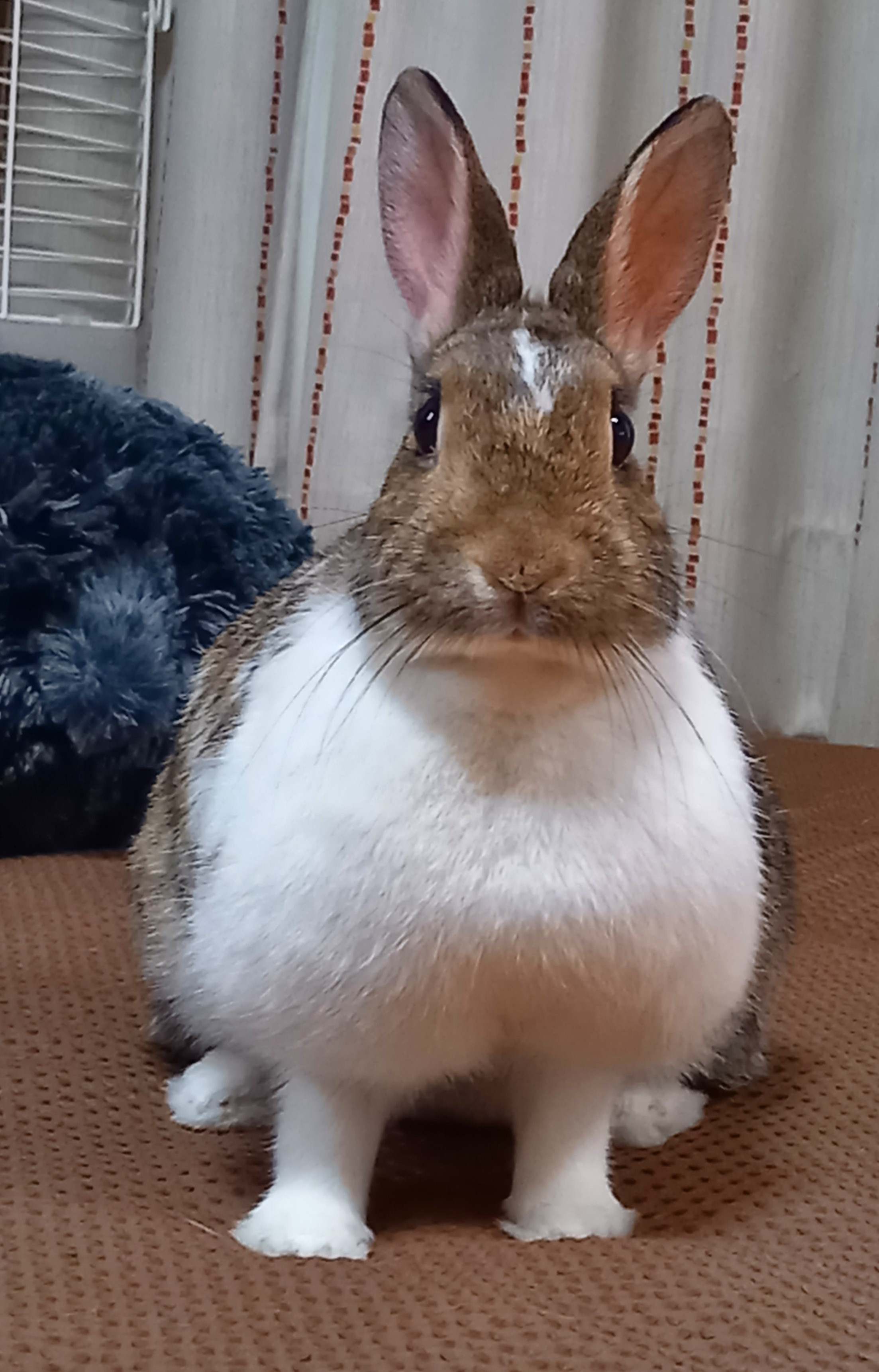 癒し