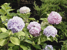 しの🌿ちゃんの昨日 15:39のブログ