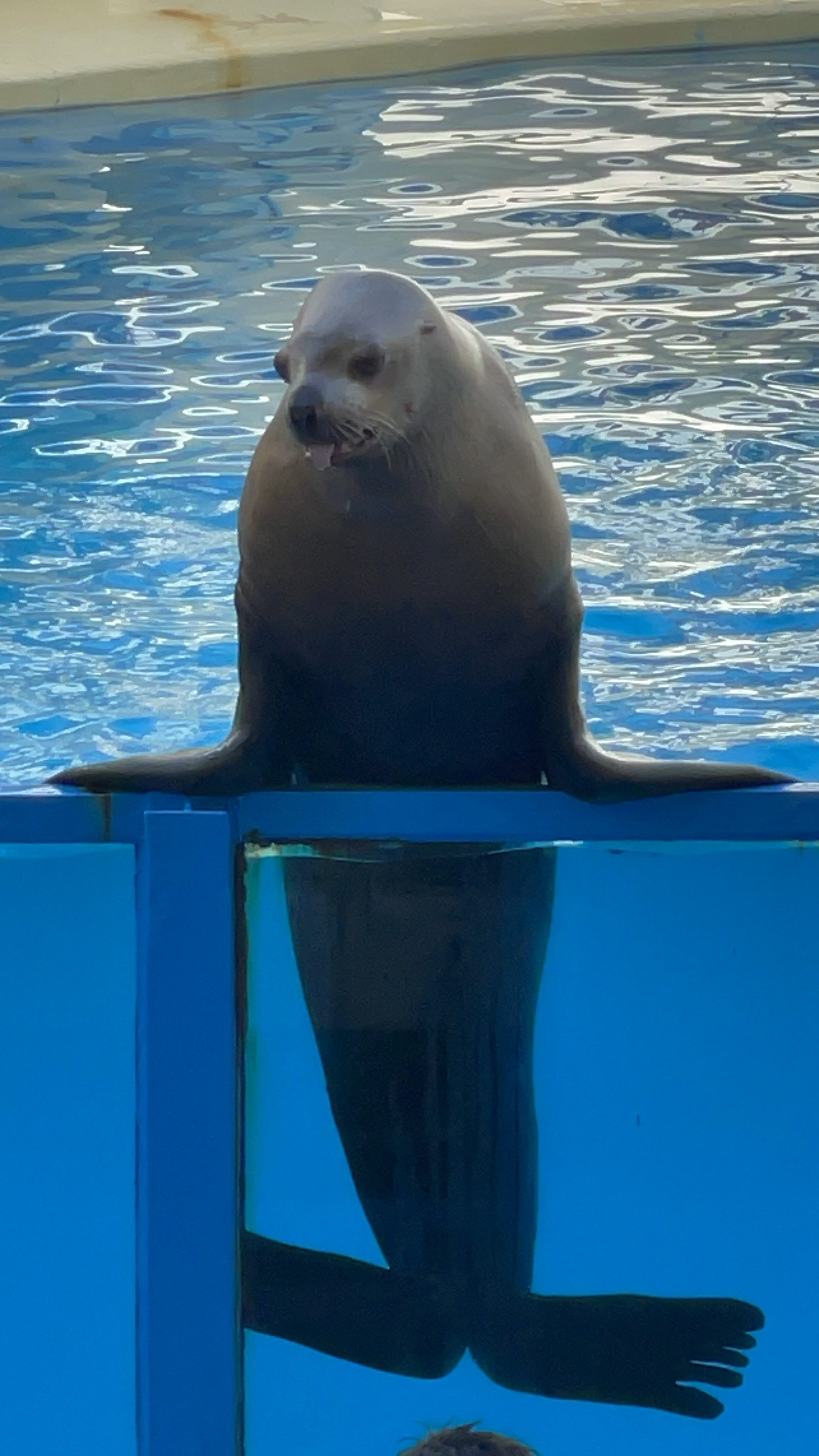 本日から初出場でした。