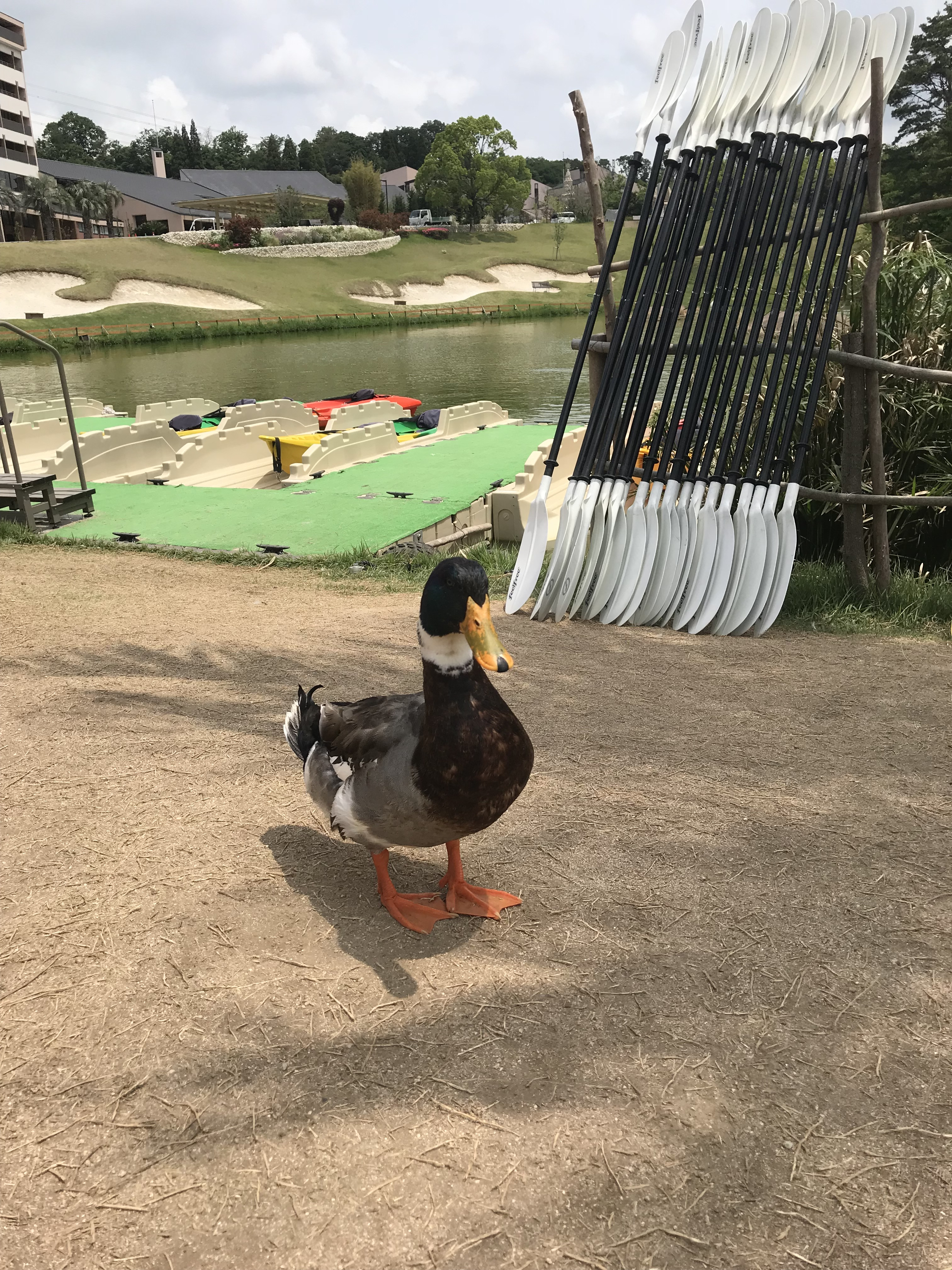 こんばんは、