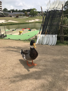 こんばんは、