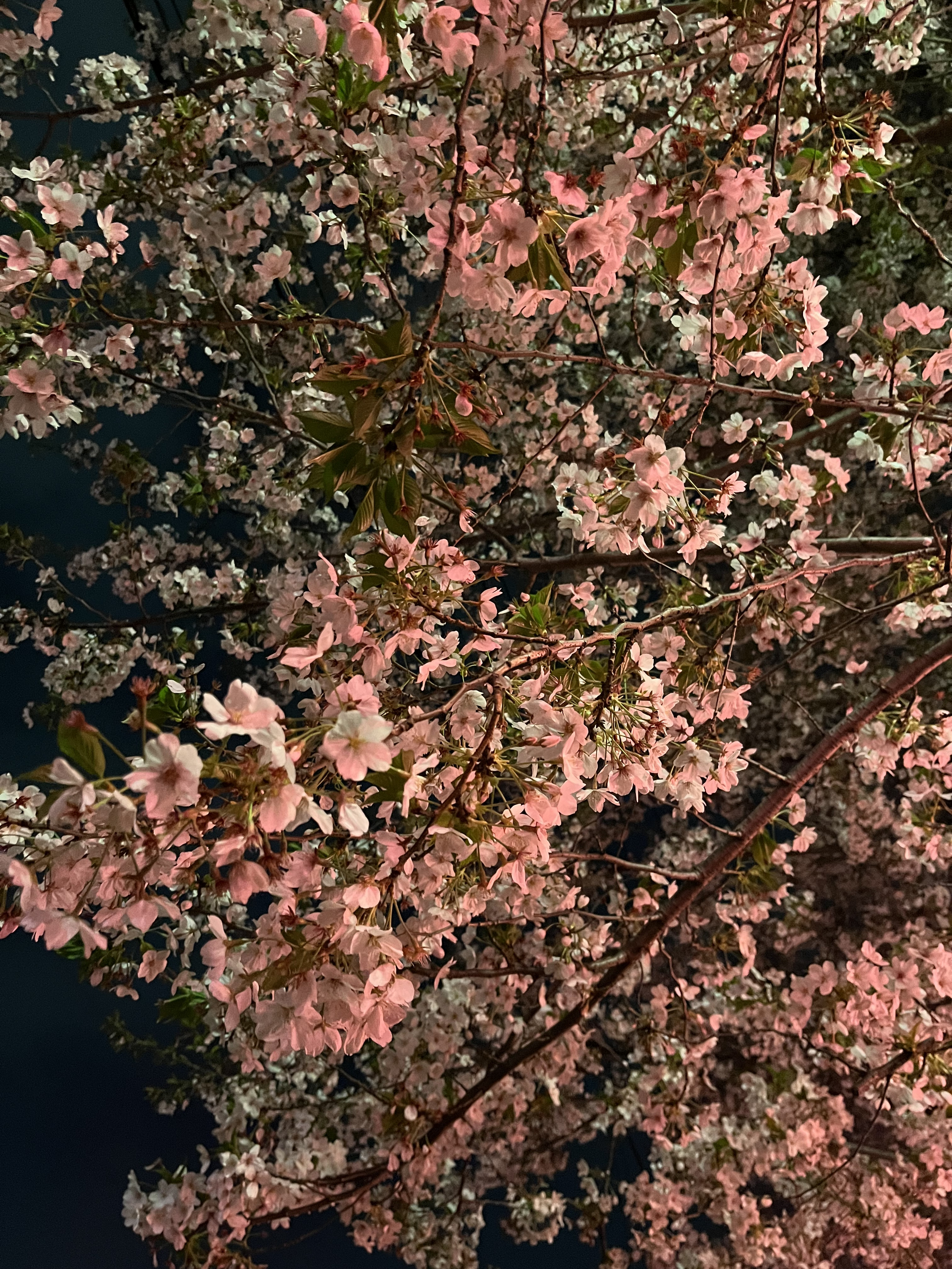 あの日みた桜