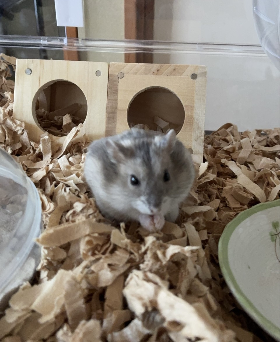 私のたからもの