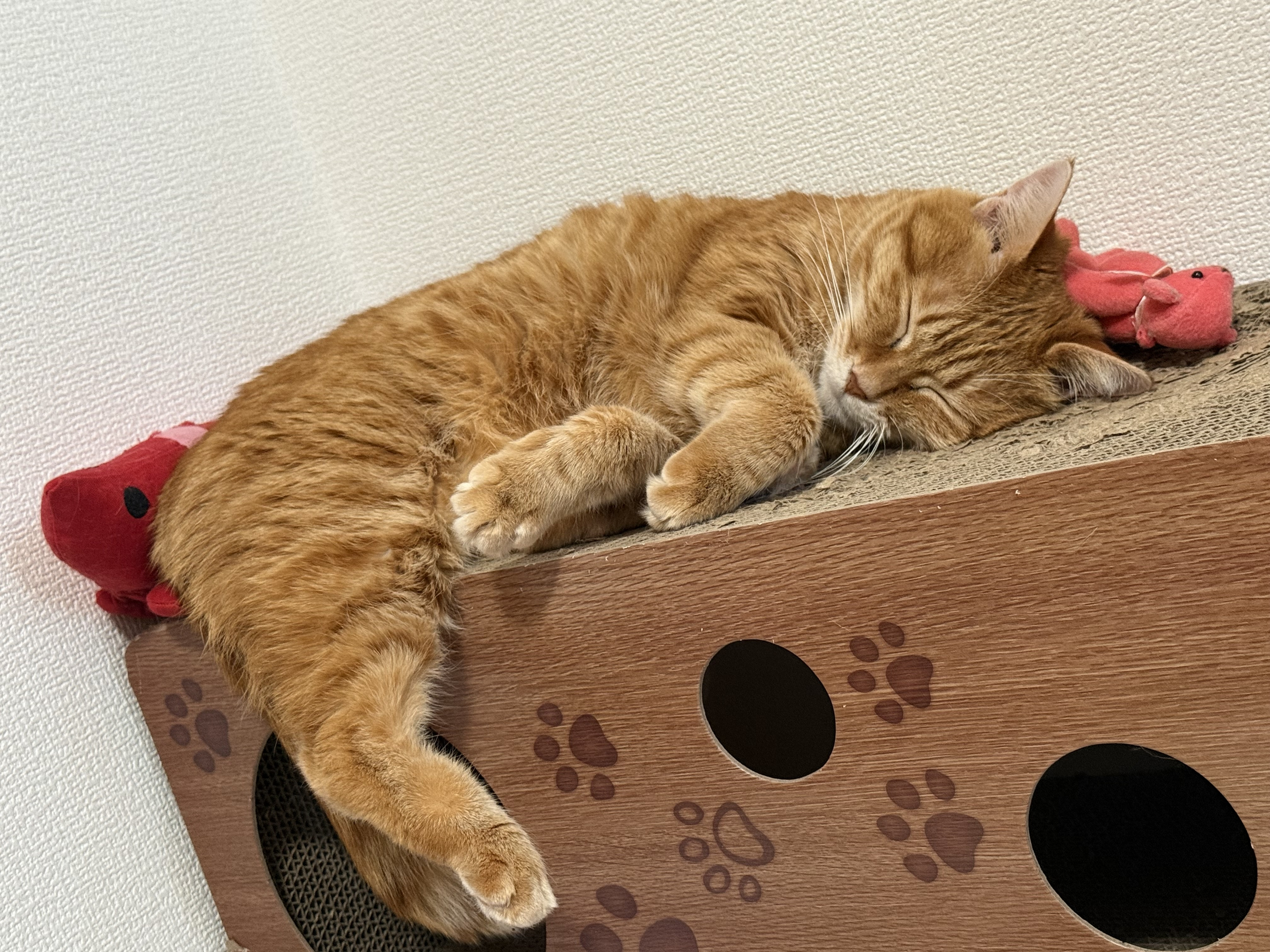 明日配信しようかなっ