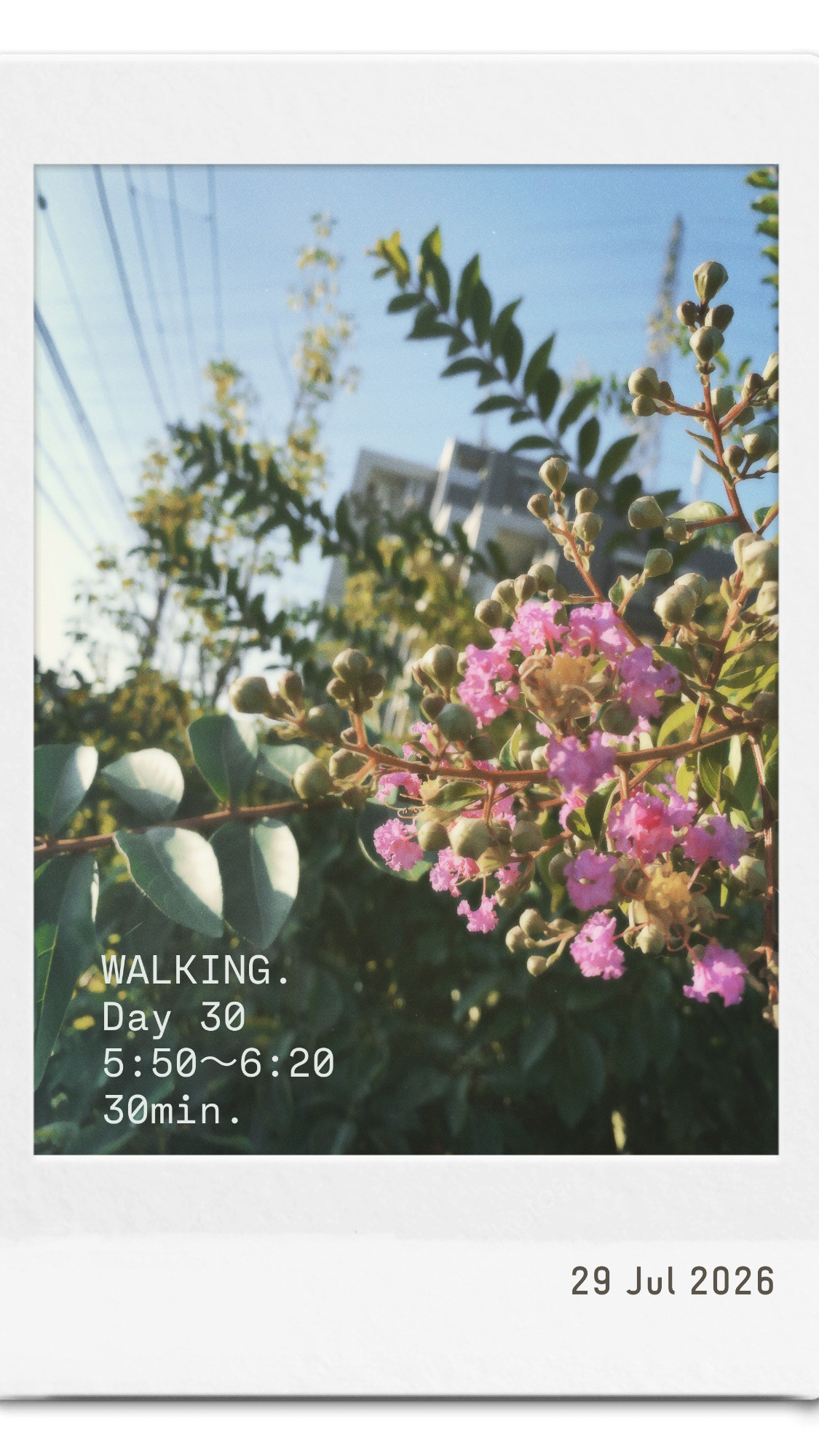 昨日のだけど、