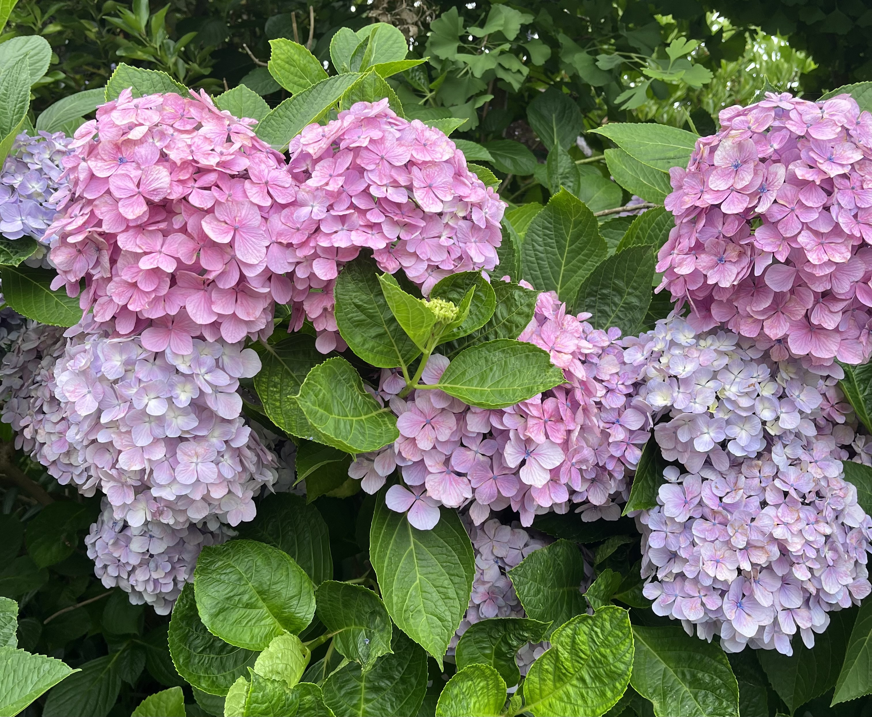 紫陽花