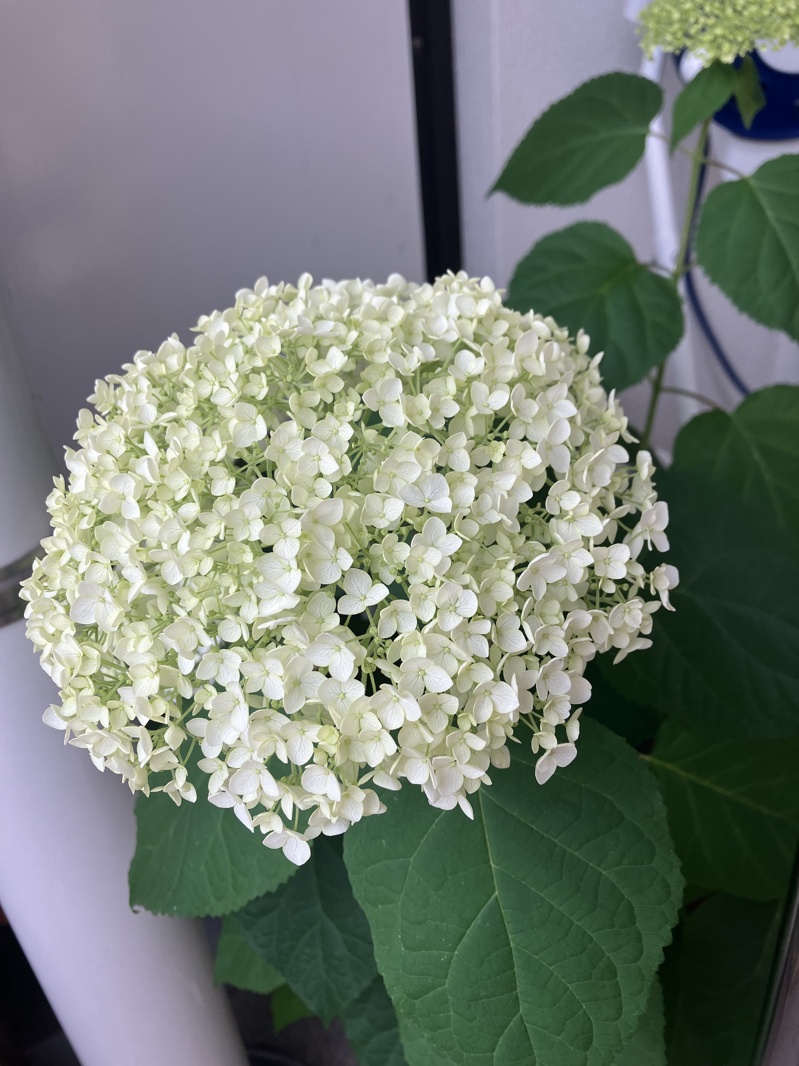 今月は誕生日〜