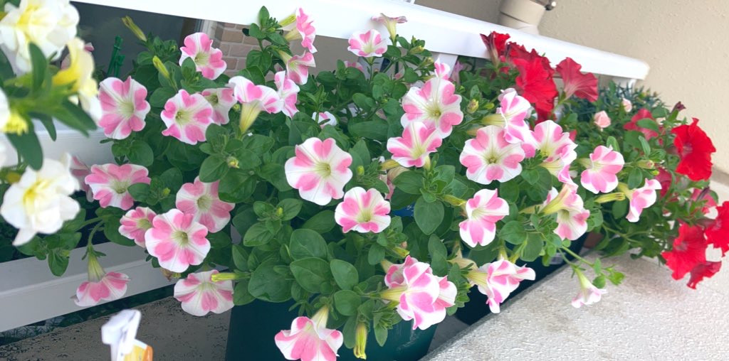 ハートのお花?