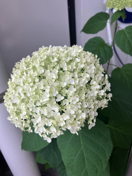 今月は誕生日〜