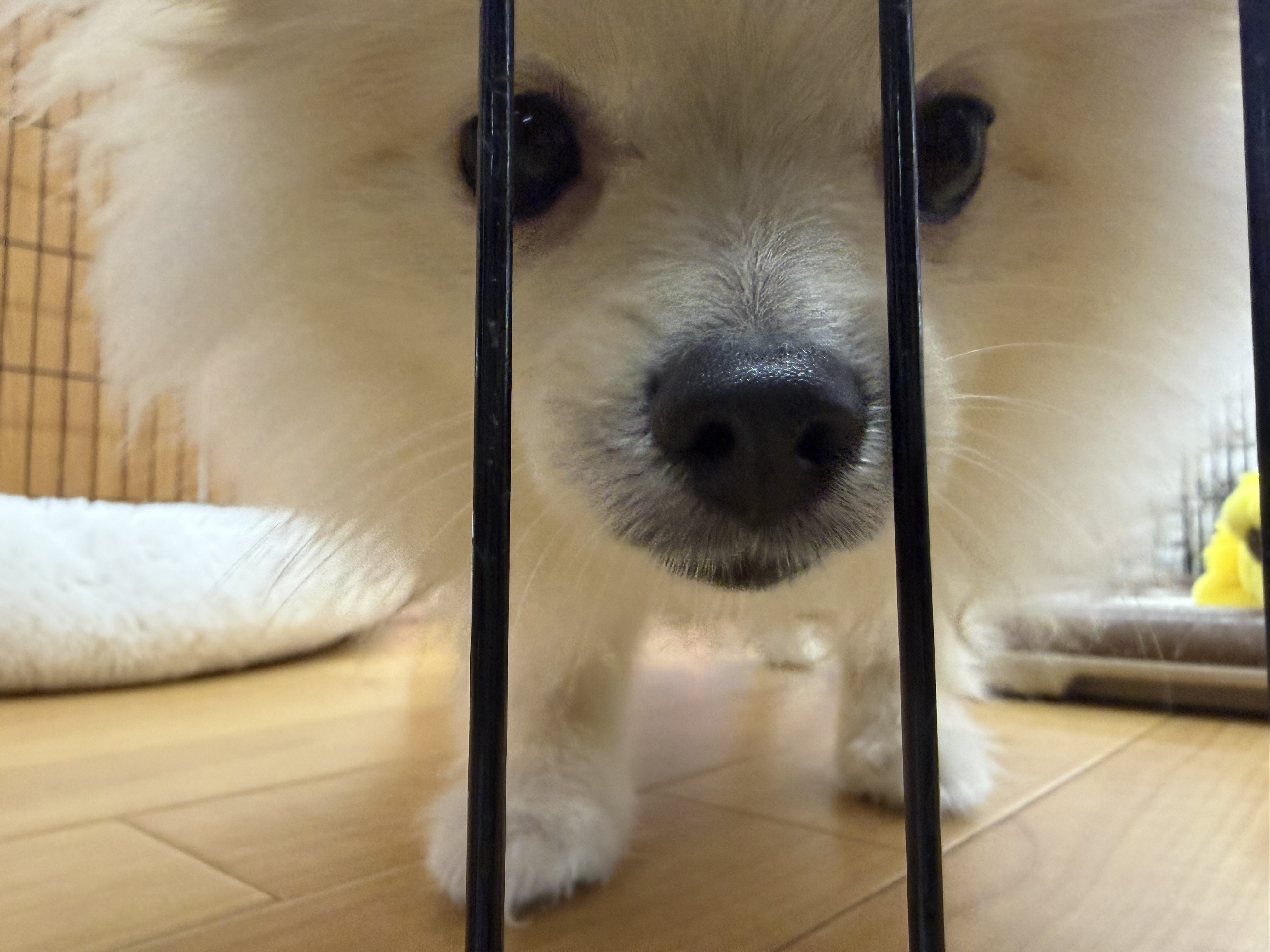 わんこ?