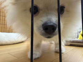 わんこ?