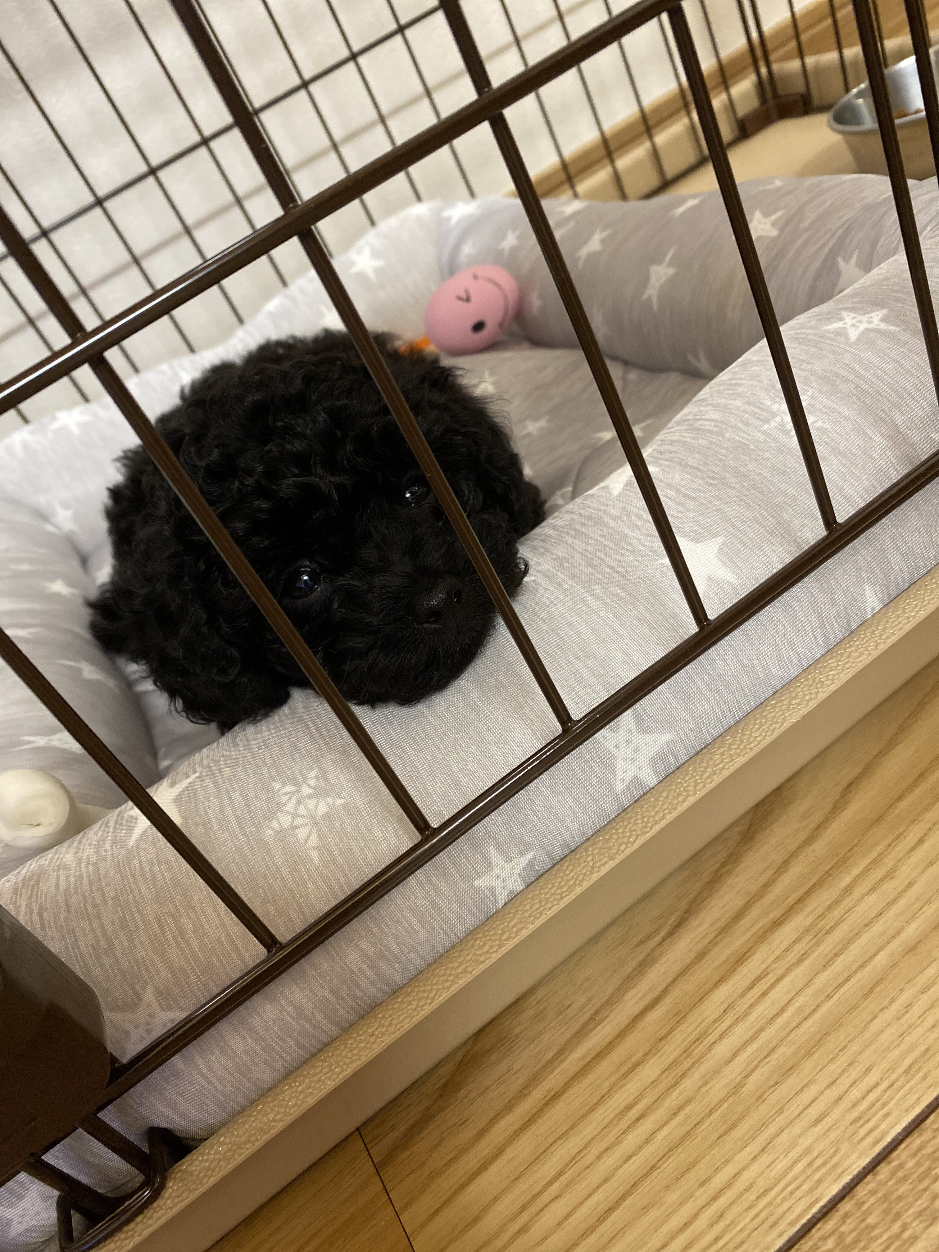 せりちゃんの今日 02:53のブログ