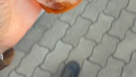 秋