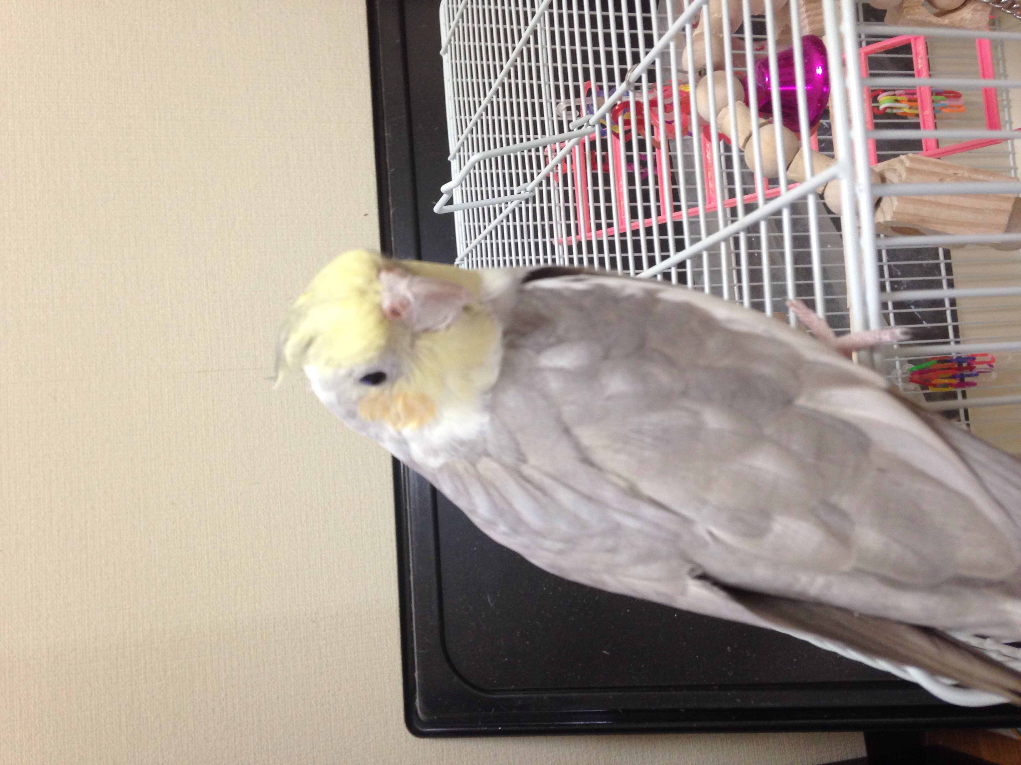 くろねこちゃんの2014/5/22 (木) 16:53のブログ