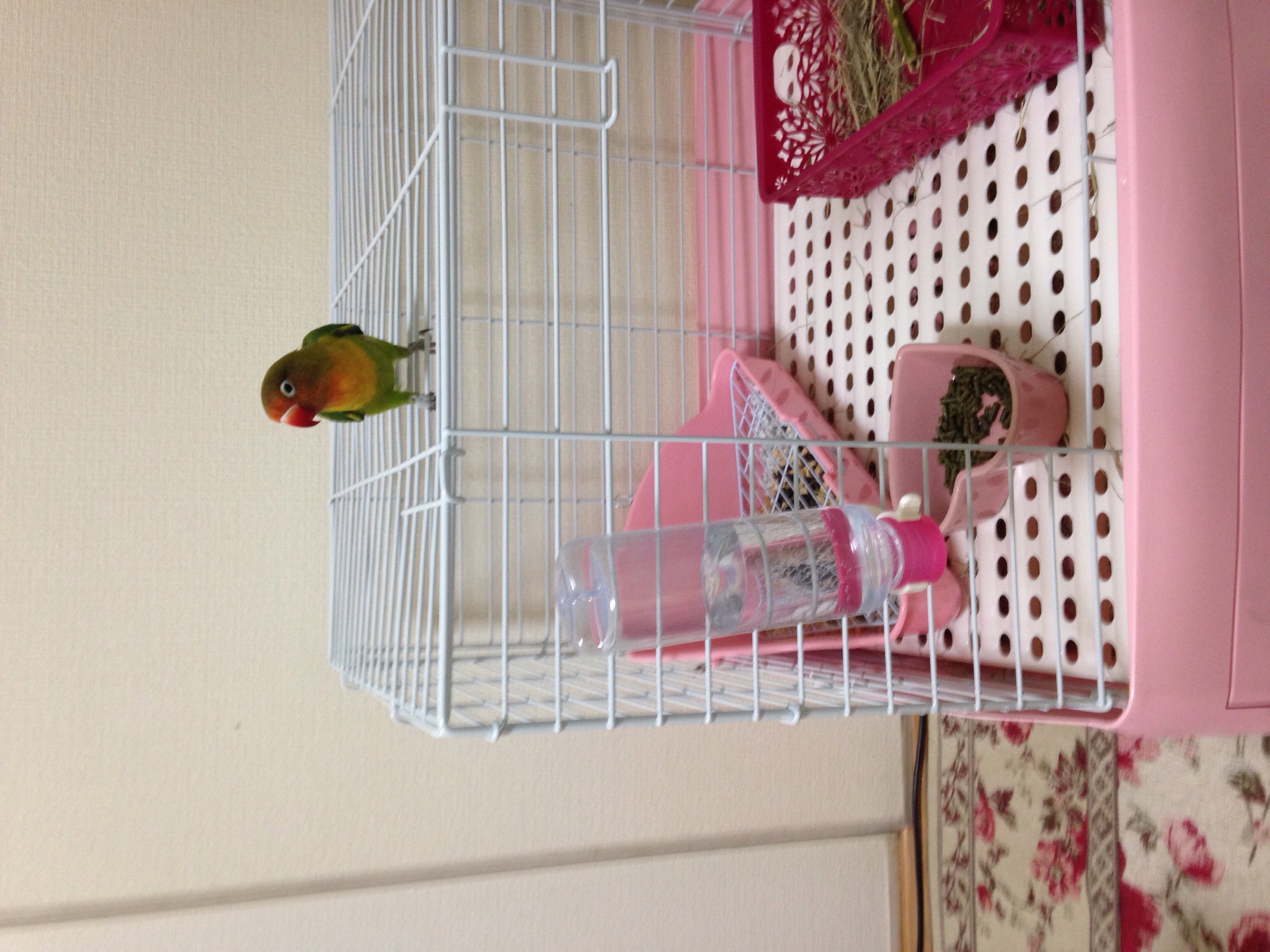 くろねこちゃんの2014/12/10 (水) 06:32のブログ