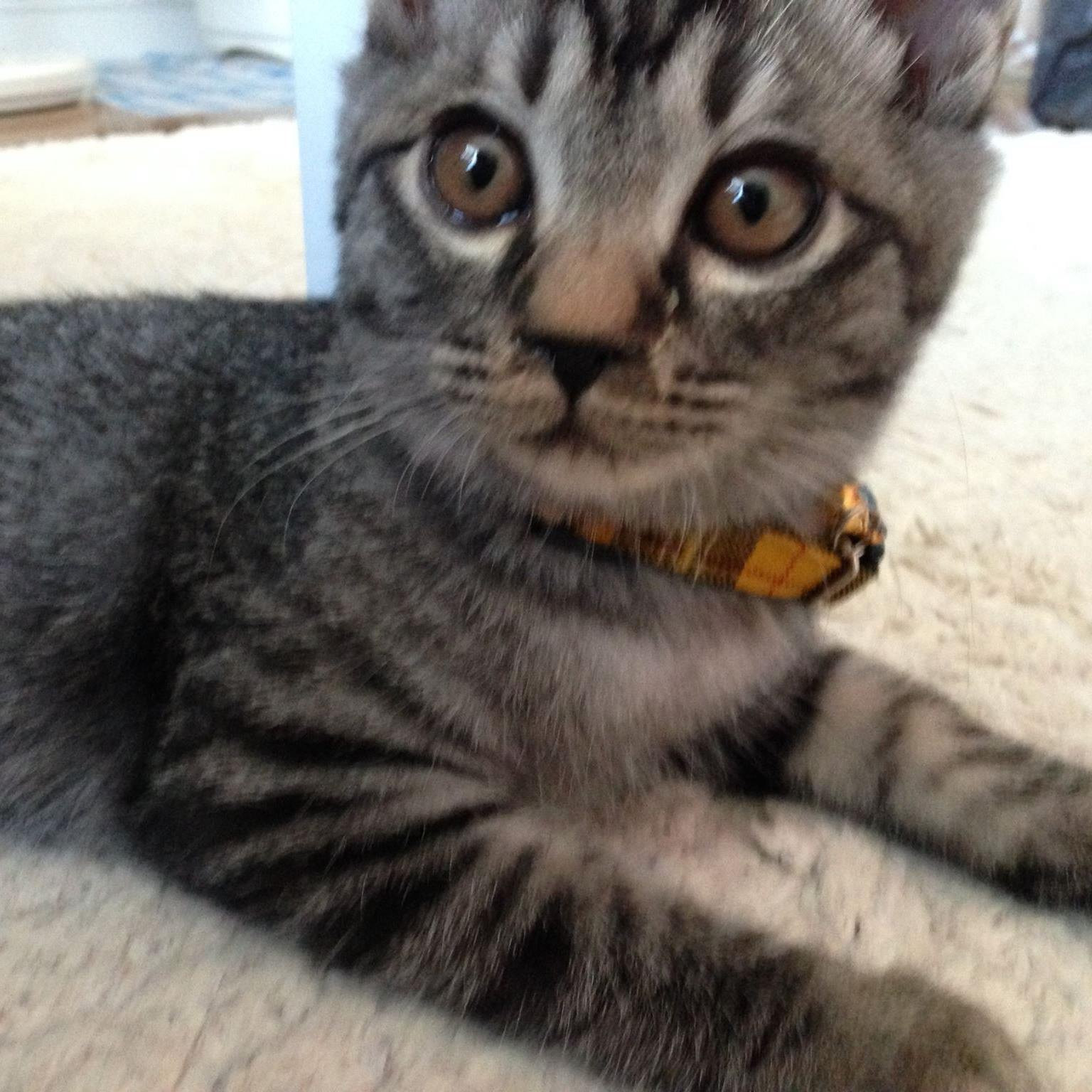 こんばんはー。