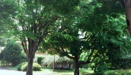 はずちゃんの2016/7/30 (土) 14:55のブログ