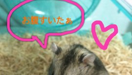 ＳＩＫＩ.ちゃんの2015/2/18 (水) 22:18のブログ