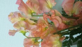 ＳＩＫＩ.ちゃんの2015/2/23 (月) 20:58のブログ