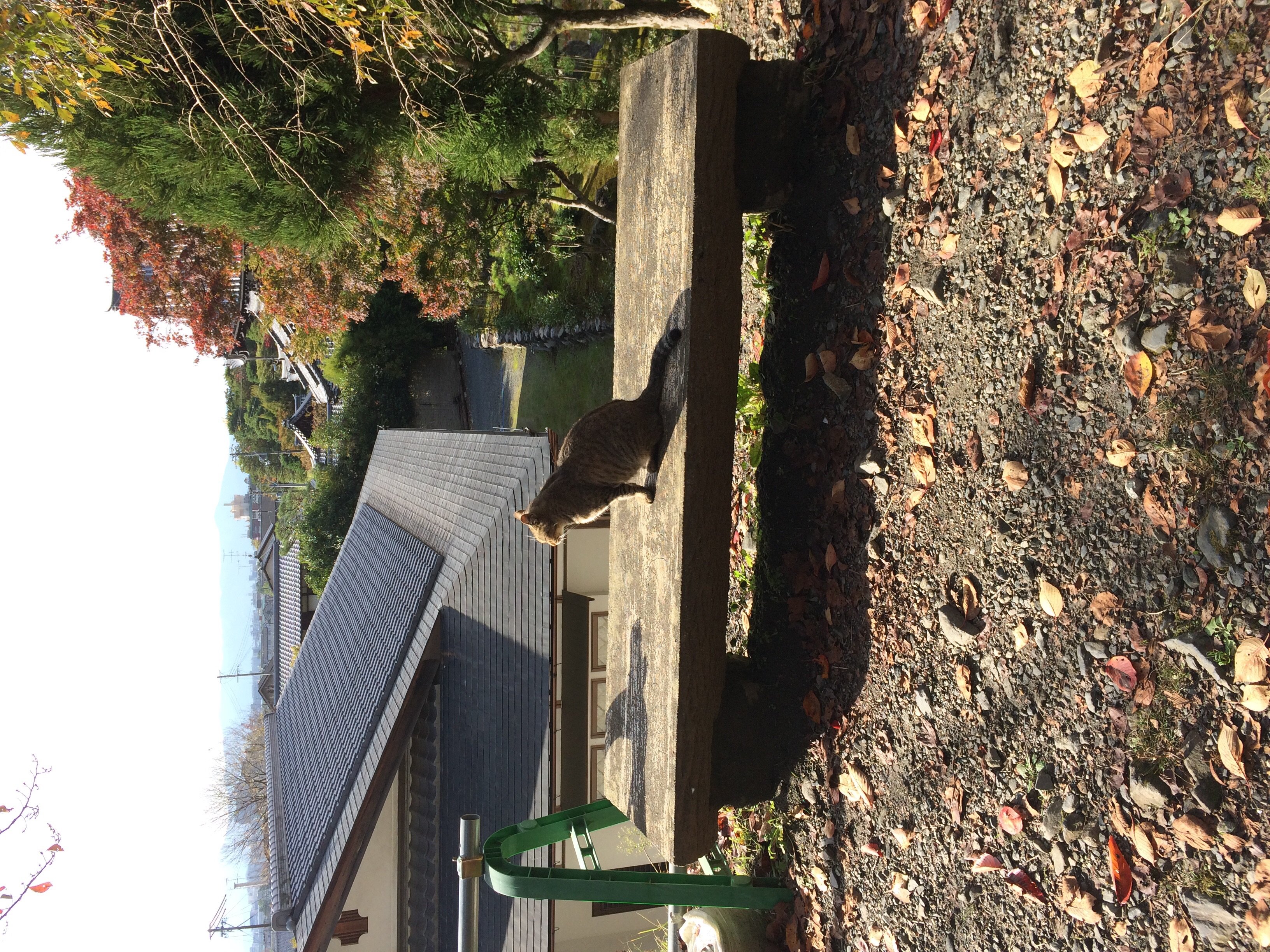 ももえちゃんの2014/11/29 (土) 19:25のブログ