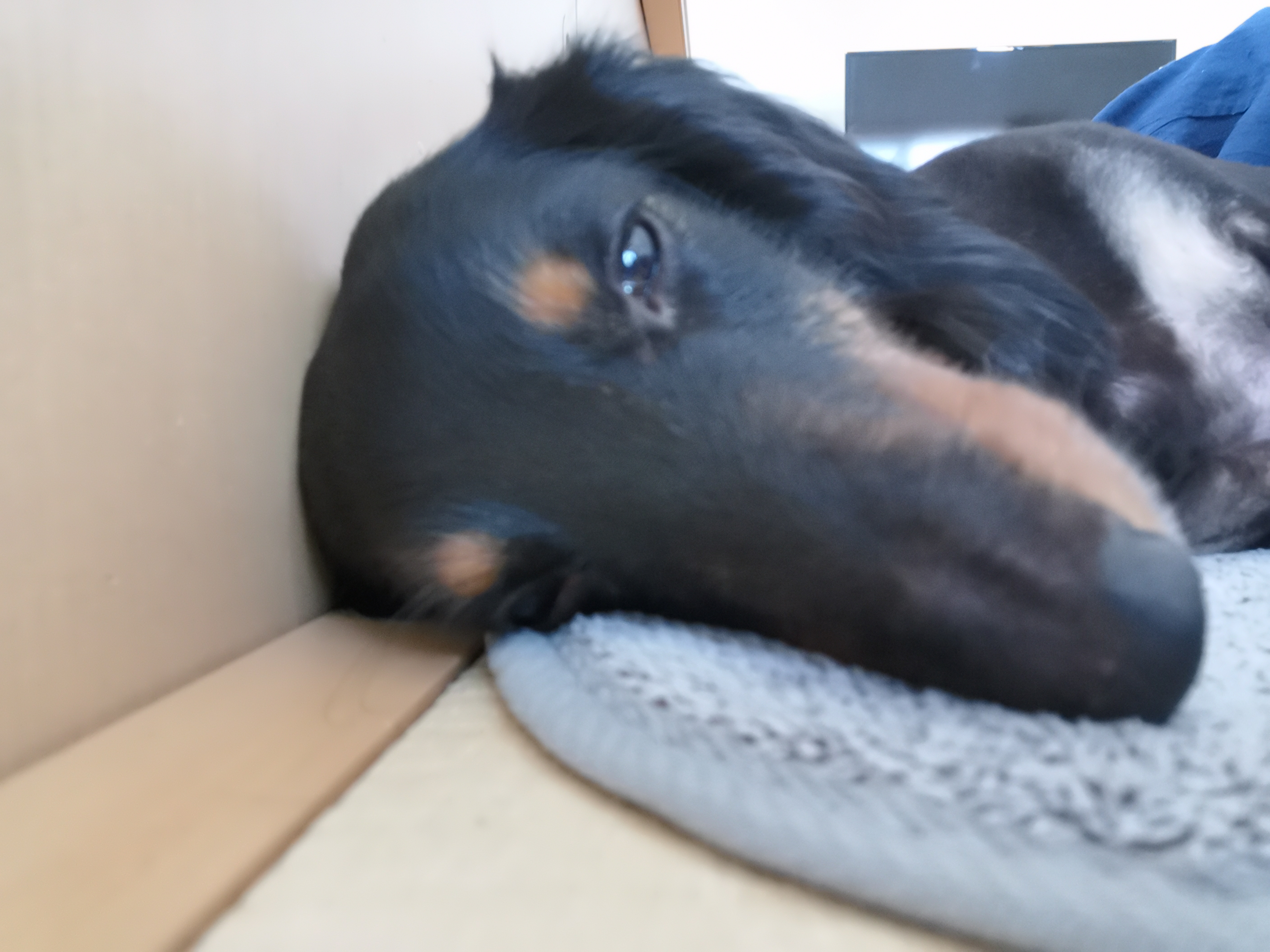 うちの子可愛い〜！