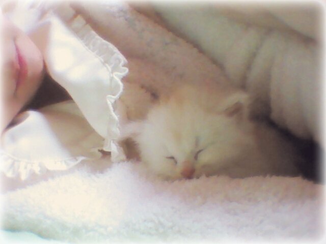 *゜雪乃゜*ちゃんの2014/10/11 (土) 13:18のブログ