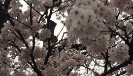 綺羅々ちゃんの2015/4/20 (月) 00:56のブログ