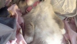 ☆ななぞう☆ちゃんの2015/3/5 (木) 23:09のブログ