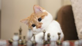 ☆ななぞう☆ちゃんの2015/3/26 (木) 23:33のブログ