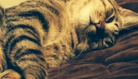 かなめくんちゃんの2015/3/19 (木) 23:52のブログ