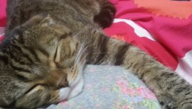 ＊ にゃあ ＊ちゃんの2015/4/5 (日) 05:26のブログ