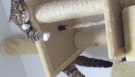 ＊ にゃあ ＊ちゃんの2015/4/7 (火) 03:56のブログ