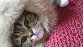 ＊ にゃあ ＊ちゃんの2015/4/13 (月) 20:20のブログ