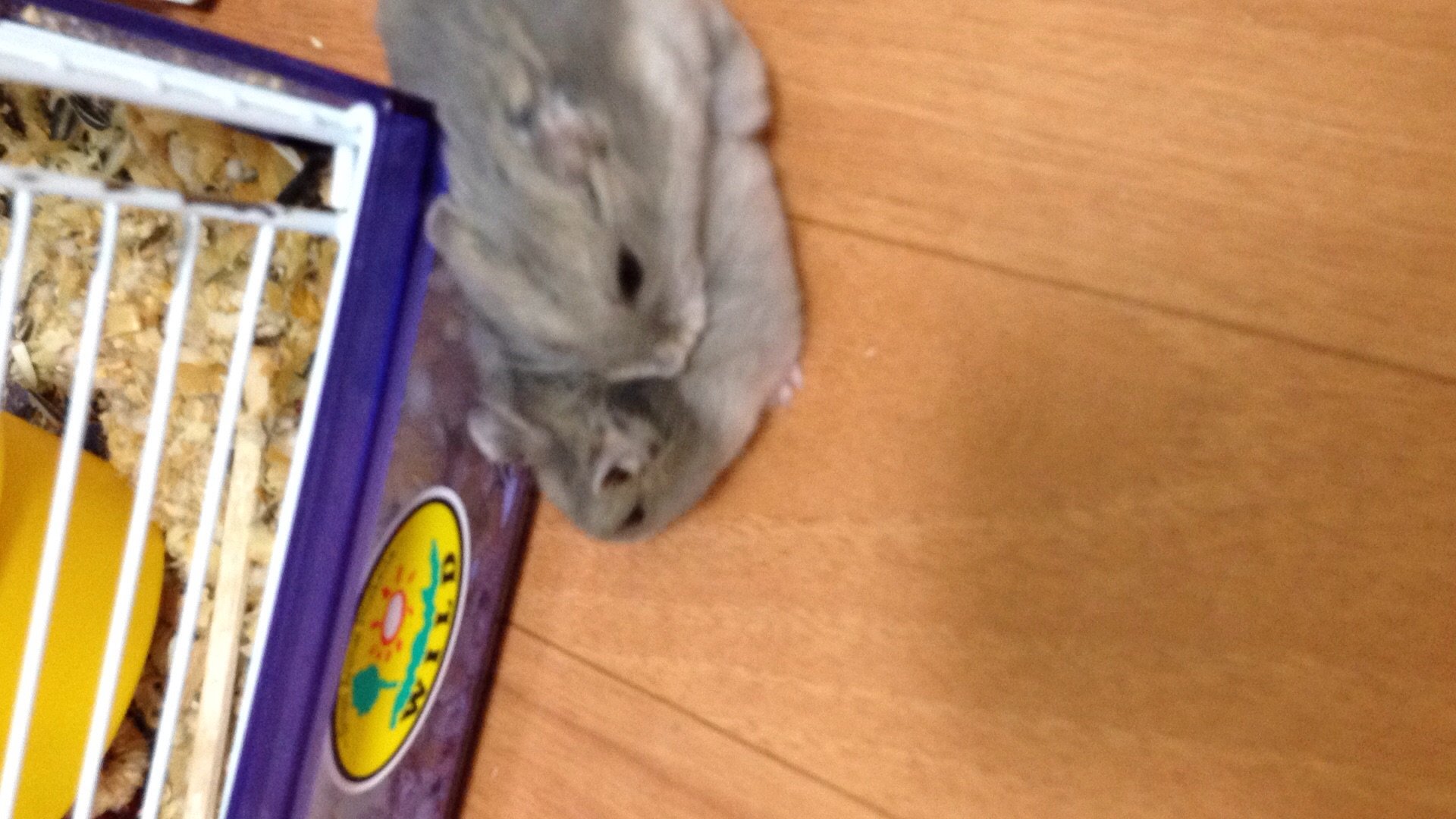 あやかんちゃんの2015/6/16 (火) 16:11のブログ