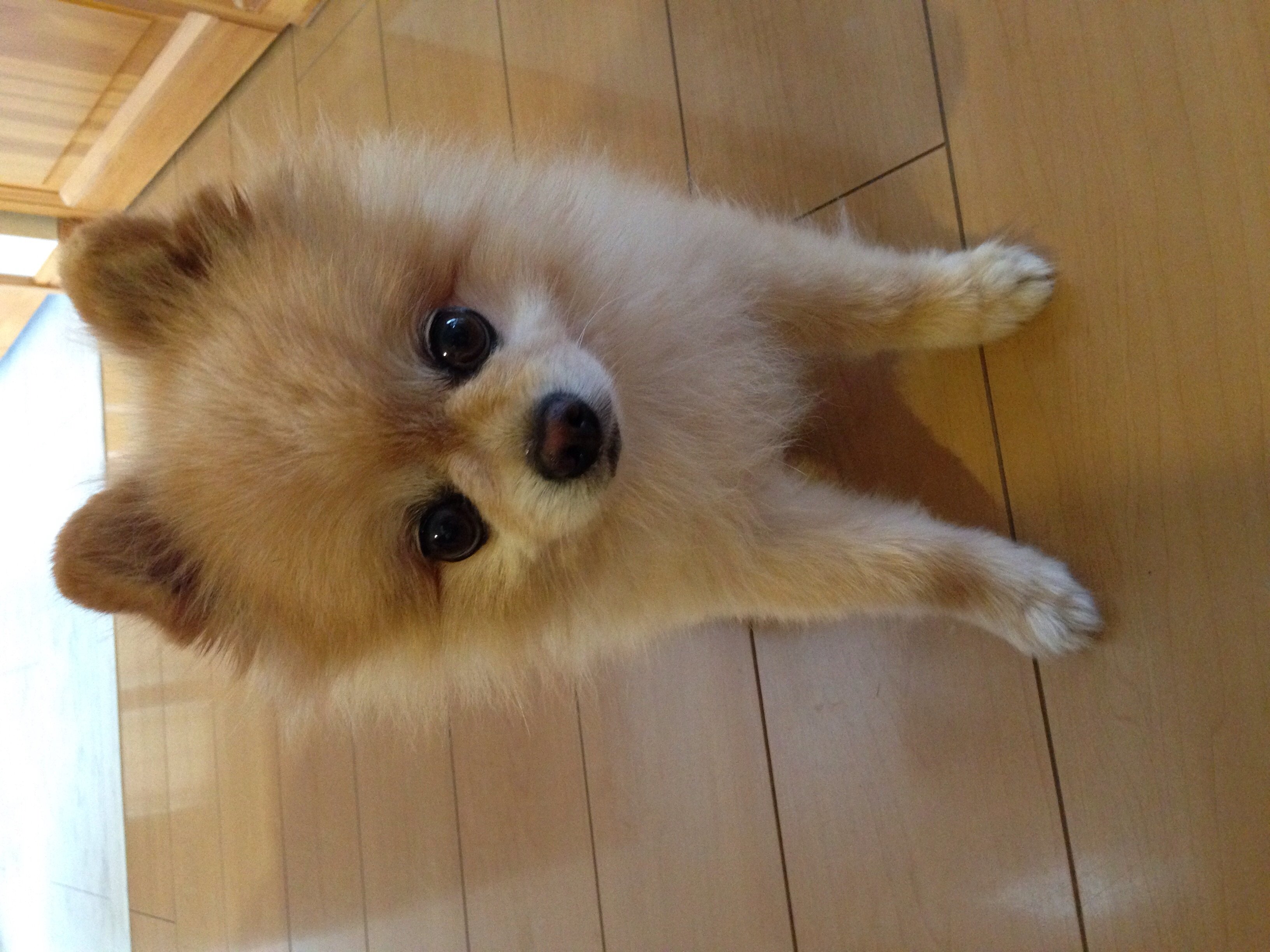 あやかんちゃんの2015/6/17 (水) 10:35のブログ
