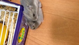 ハムちゃんず
