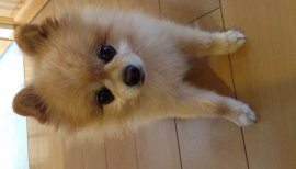 愛犬☆