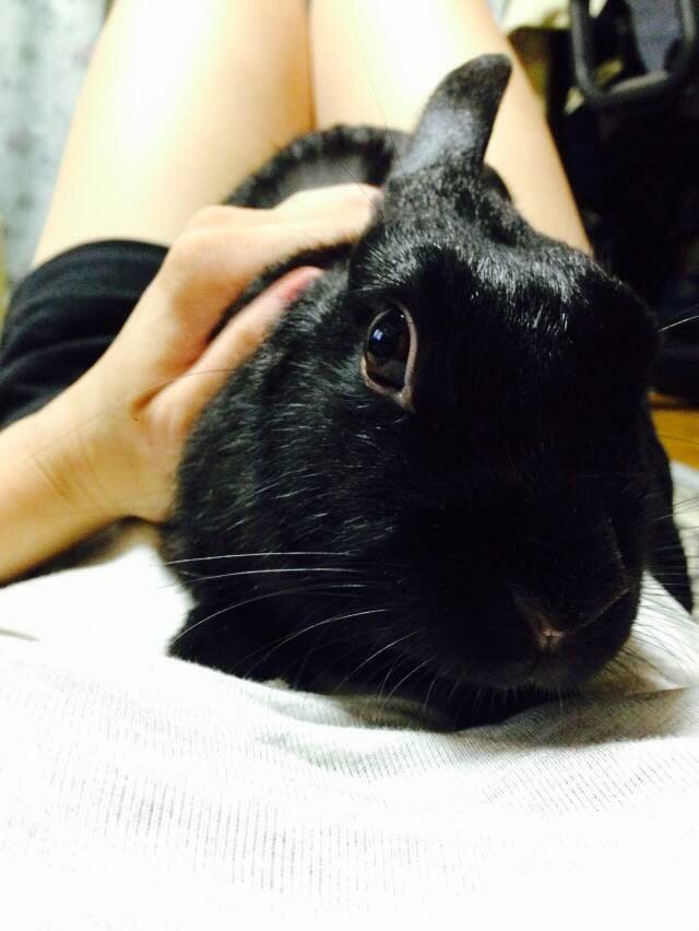 よしよし