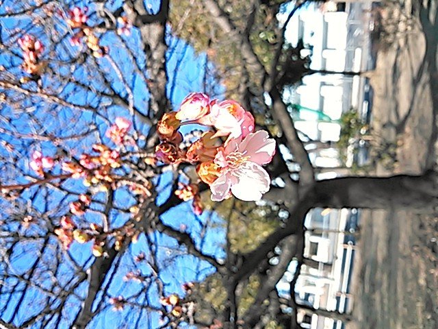 桜が咲きました
