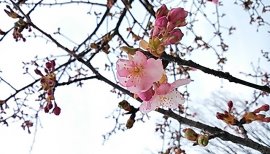 しほり〜ちゃんの2016/3/2 (水) 14:15のブログ