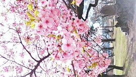 しほり〜ちゃんの2016/3/26 (土) 11:29のブログ