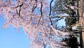 しほり〜ちゃんの2016/3/30 (水) 11:50のブログ